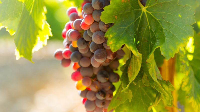 New laundry business launching soon