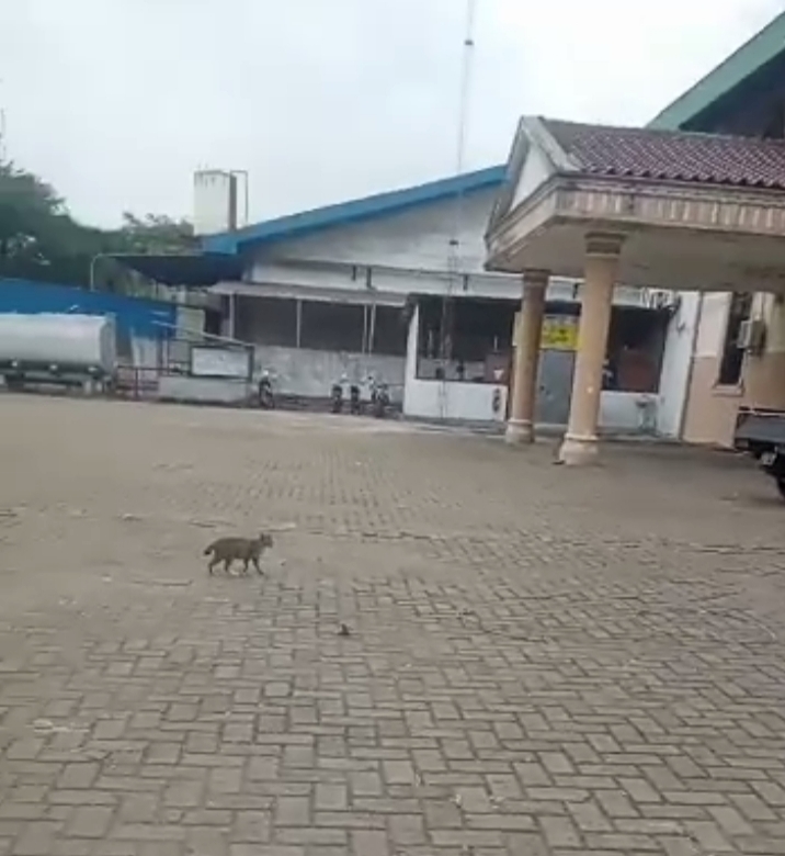 Lima Belas Tahun Status Karyawannya Berubah-ubah, Berikut Kesaksian Pekerja PT BTL