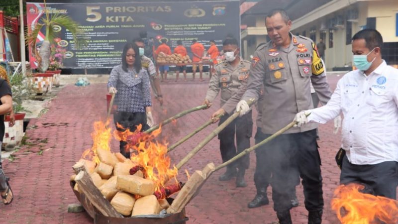 Polres Madina Musnahkan Puluhan Bal Daun Ganja Kering Siap Edar 