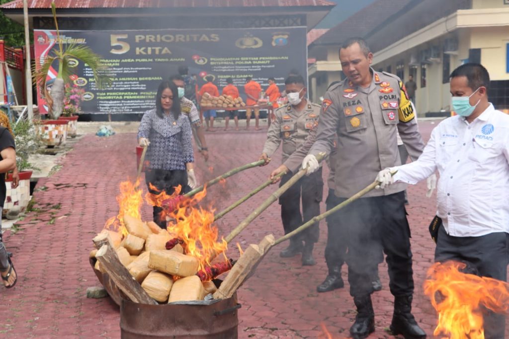 Polres Madina Musnahkan Puluhan Bal Daun Ganja Kering Siap Edar 