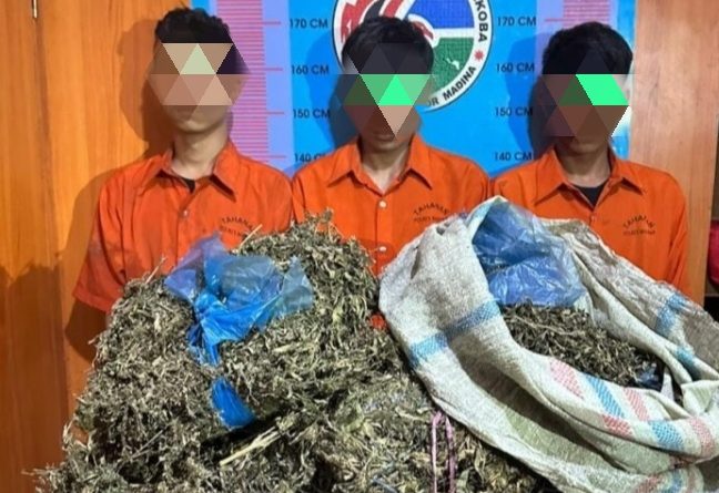 Polres Madina Ringkus Tiga Orang Kurir Narkoba Daun Ganja Kering