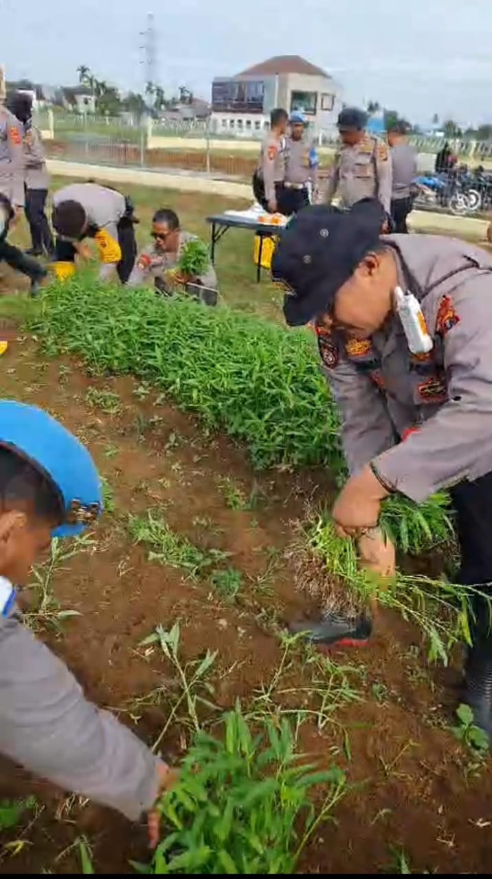 Ditsamapta Polda Sumut Panen Sayuran, Dukung Ketahanan Pangan Program Asta Cita