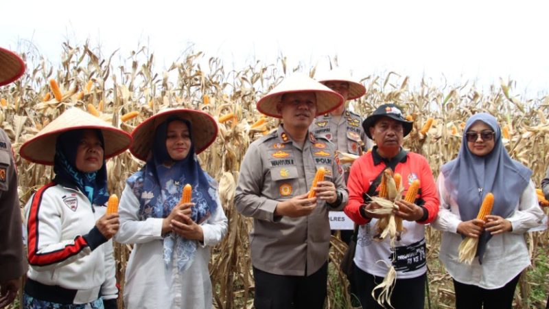 Polres Pelabuhan Belawan Laksanakan Panen Raya Jagung Program Ketahanan Pangan