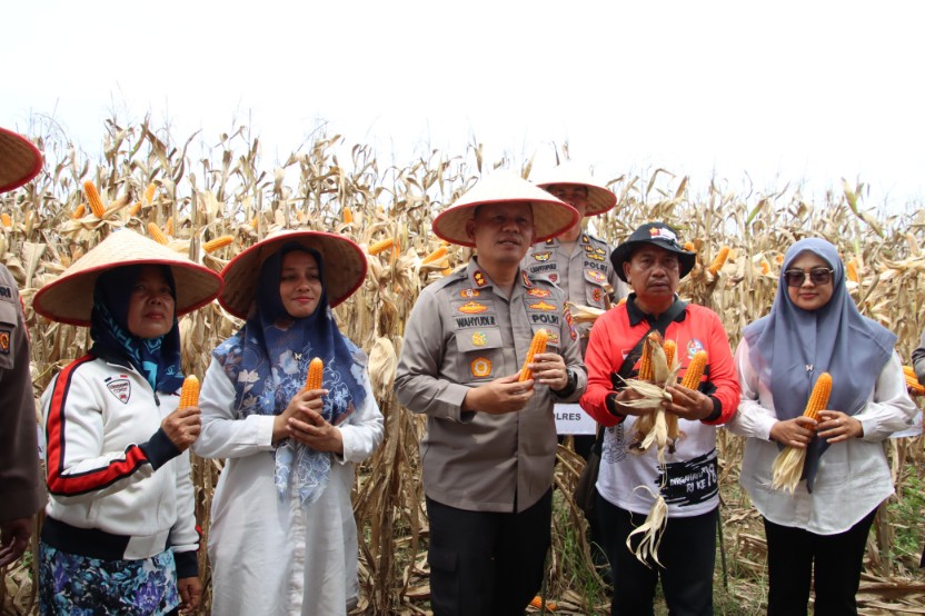 Polres Pelabuhan Belawan Laksanakan Panen Raya Jagung Program Ketahanan Pangan