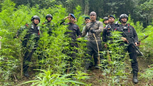 Satuan Brimob Polda Sumut Musnahkan 10 Hektar Ladang Ganja di Perbukitan Mandailing Natal