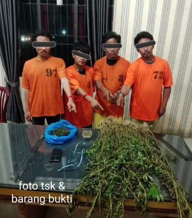 Empat Pria Diciduk Unit 1 Satnarkoba Polres Karo, 75 Batang Ganja Ditemukan di Perladangan Karo