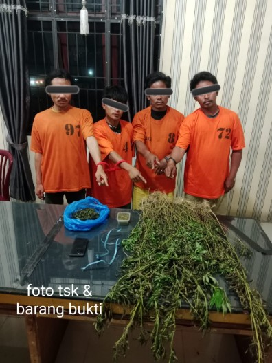Empat Pria Diciduk Unit 1 Satnarkoba Polres Karo, 75 Batang Ganja Ditemukan di Perladangan Karo