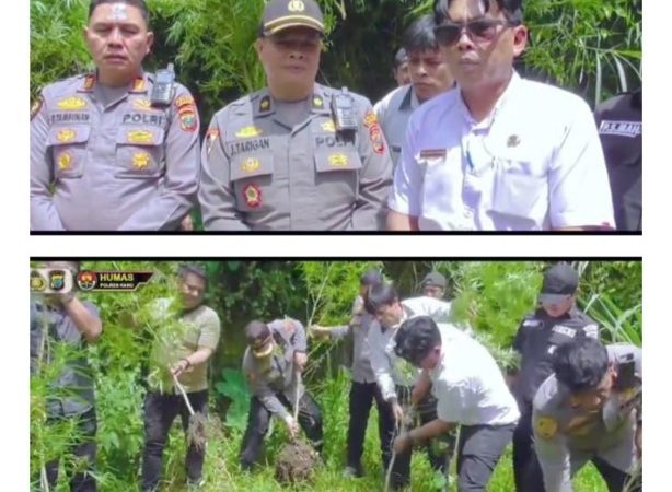 Barak Narkoba Kembali Digerebek, Polisi Temukan Ladang Ganja Tersembunyi di Perladangan Sukatendel