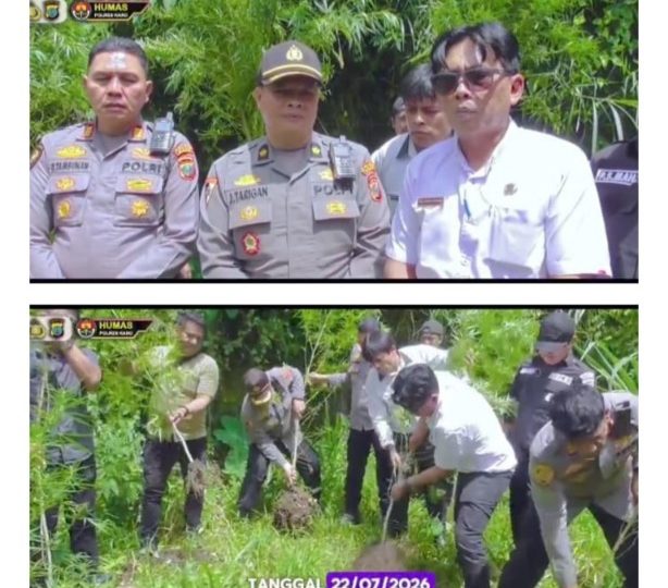 Barak Narkoba Kembali Digerebek, Polisi Temukan Ladang Ganja Tersembunyi di Perladangan Sukatendel