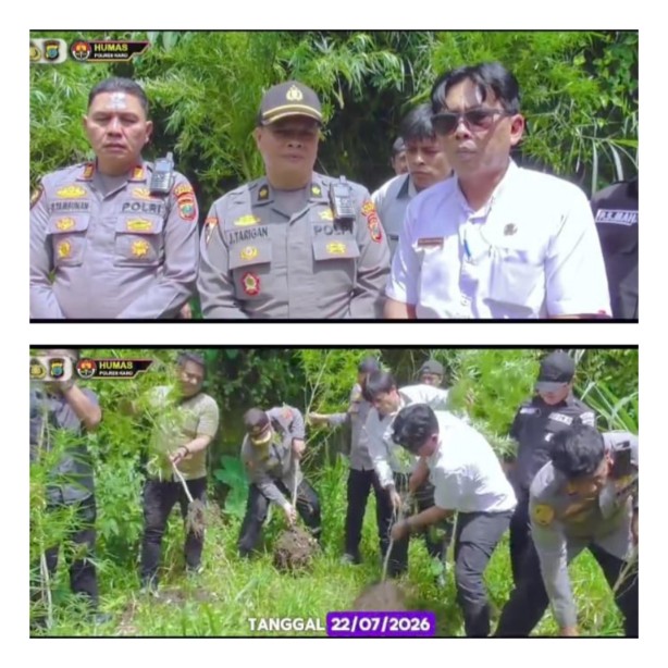 Barak Narkoba Kembali Digerebek, Polisi Temukan Ladang Ganja Tersembunyi di Perladangan Sukatendel