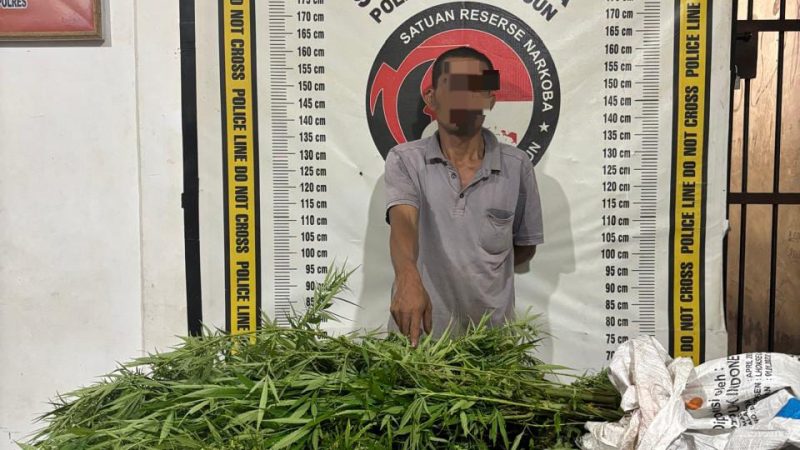 Polsek Panei Tongah Ungkap Ladang Ganja, 12 Batang Diamankan